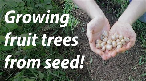 Growing Fruit Trees From Seed Youtube