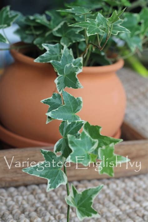English Ivy Plant Care Develop Hedera Helix As A Houseplant Global