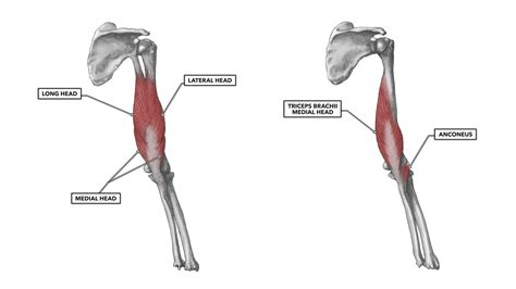 Muscles That Extend The Elbow