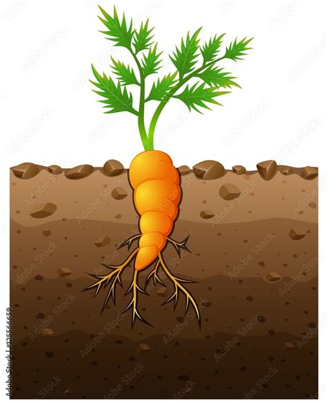 Carrot Plant With Roots Underground Illustration Stock Vector Adobe Stock