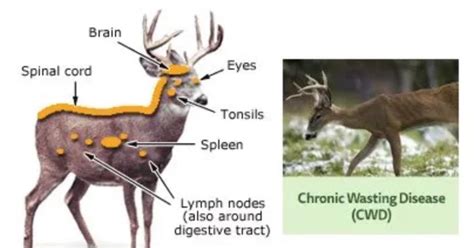 Deadly Chronic Wasting Disease Confirmed In Deer At East Texas Breeding