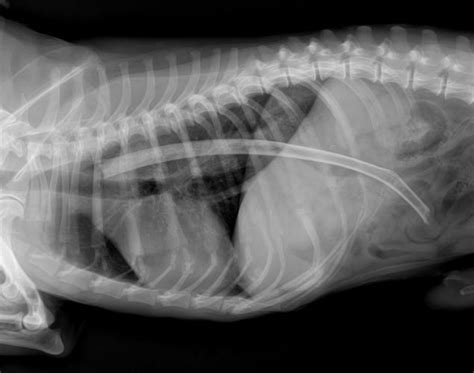 Outrageous Pet X Rays Show Incredible Objects Inside Animals