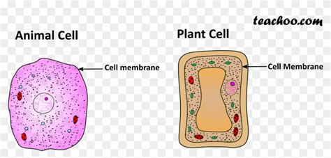 All cells are enclosed by a cell membrane, which is selectively permeable. Download Plant And Animal Cell Only Cell Membrane - Tom ...