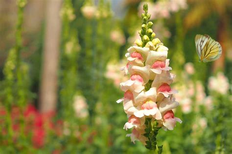 Snapdragon Flower Growing Guides Tips And Information