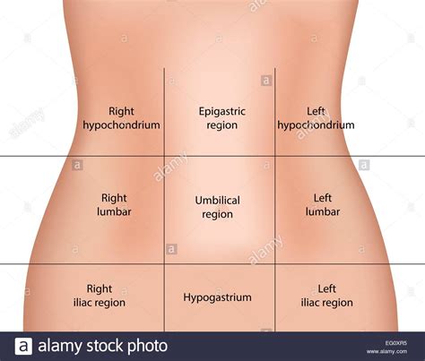 Divided into 9 regions by two vertical and two horizontal imaginary planes divided into 4 surface anatomy. Regiones abdominales Imagen Vector de stock - Alamy