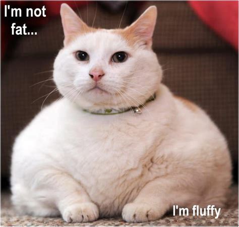 Im Not Fat Im Fluffy Fat Cat Cats Funny Pictures And Best Jokes