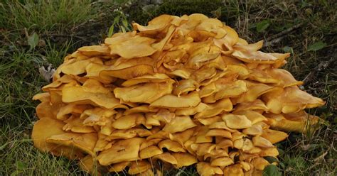 High Virginia Outdoors Honey Mushrooms