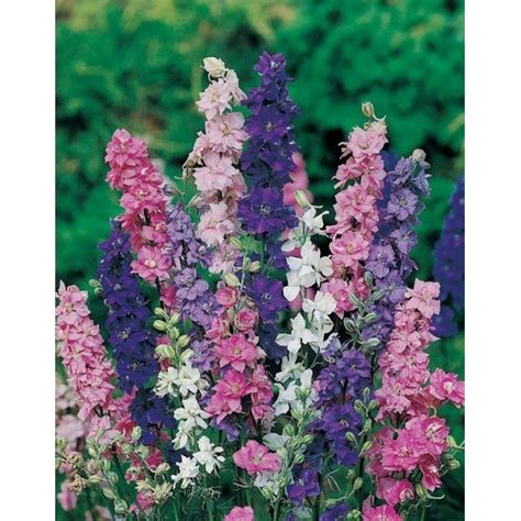 Delphinium Larkspur Giant Imperial Crown Blended Mix Seeds 100 Seeds