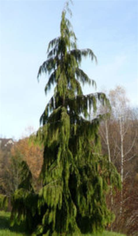 Weeping Cypress Tree