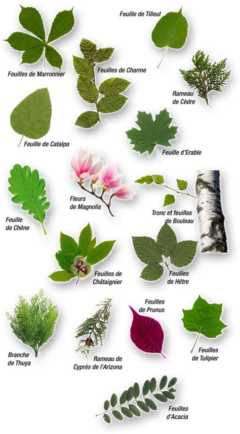 Details 29 hojas de árboles o arbustos que viven todo el año Abzlocal mx