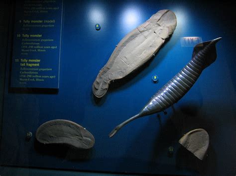 The fossil invertebrate collection at the field museum holds several fossil specimens of the tully monster (tullimonstrum gregarium). Illinois State Fossil | Tully Monster