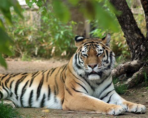 Amur Tiger 8 Mishaleppert Flickr