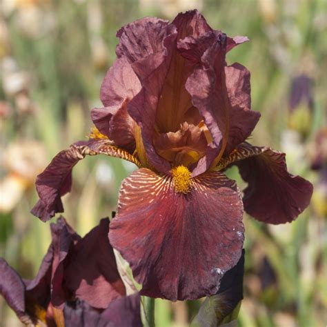 Vamos a analizar diferentes variedades de lirios de tipo iris germánica. Iris des jardins rouge En lot de 3 godets de 7 cm - Gamm Vert