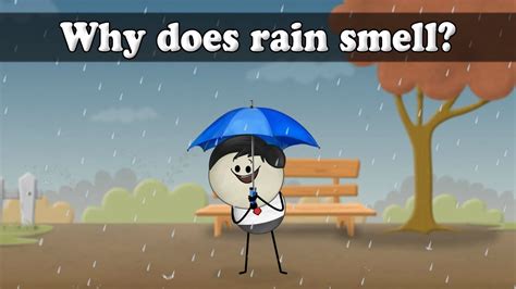 Why Does Rain Smell Aumsum Kids Science Education Children