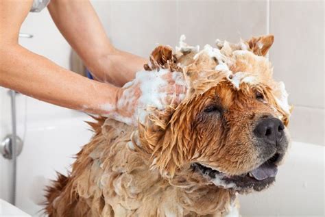 Dog Dandruff Causes And Treatments Critter Culture