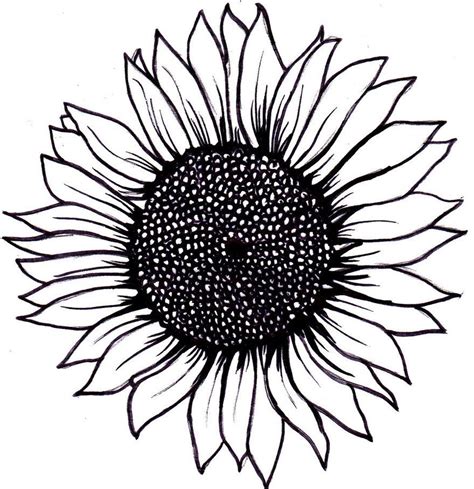 Sunflower Drawing Simple At Explore Collection Of