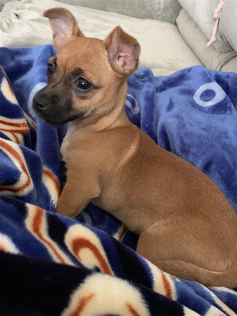 4 Month Female Chiweenie California Elk Grove Looking To Re Home Our