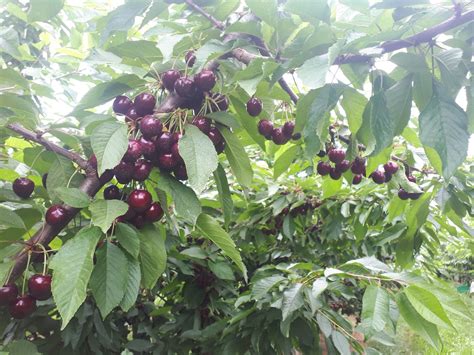 Australian Grown Cherries To Be Available Earlier In The Year 2gb