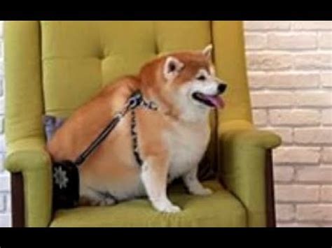 What do you think my doggo looks like. Fat Doggo / Pin on Cute/Funny Dog Pictures : A pug with ...