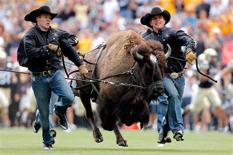 The Definitive Ranking Of The Mascots Of The Pac 12 Mascot Colorado