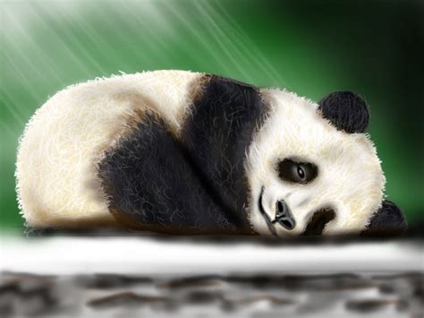 Cute Panda Drawing At Getdrawings Free Download