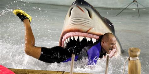 Heres How Often Sharks Actually Kill Swimmers Business Insider