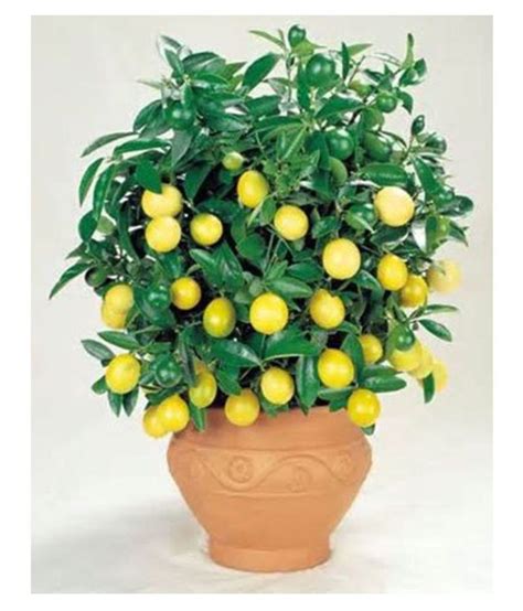 We did not find results for: Plant Dwarf Lemon Tree Bonsai Seeds Tree Seeds: Buy Plant ...