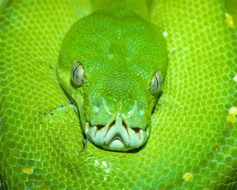 Maybe you would like to learn more about one of these? Green tree python Wallpapers - HD Wallpapers 2985