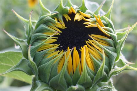 Sunflower Bud Photograph By Dora Sofia Caputo Photographic Art And Design