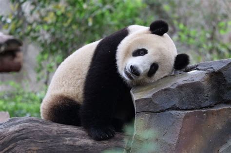Populasi Panda Raksasa Penangkaran Global Bertambah Jadi 673 Ekor
