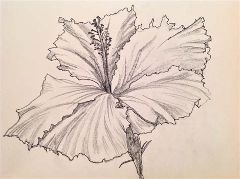 Hibiscus Plant Drawing At Getdrawings Free Download