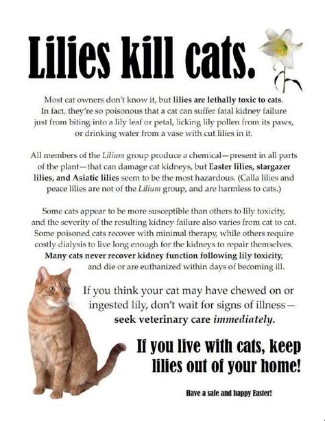 Lilies Kill Cats Cat Care Tips Pet Care Pet Tips Pet Advice Crazy