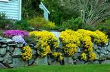 Landscaping Plants Yellow Flowers Images
