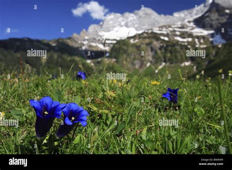 Meadow Flowers Gentian Gentiana Clusii Alps Alpine Flowers Hi Res Stock