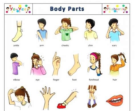 Di amerika, ruangan keluarga disebut dengan family room, sementara di cukup unik karena memang lebih kaya dibandingkan kosa kata dalam bahasa indonesia. Anggota Tubuh Dalam Bahasa Inggris Beserta Gambarnya - AR ...