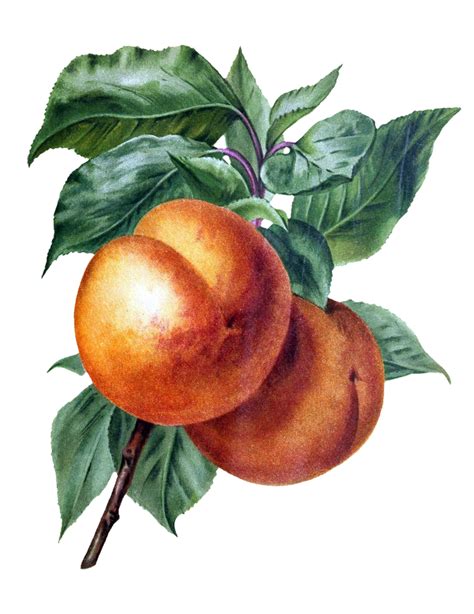 Fruit Peach Vintage Old Free Stock Photo Public Domain Pictures