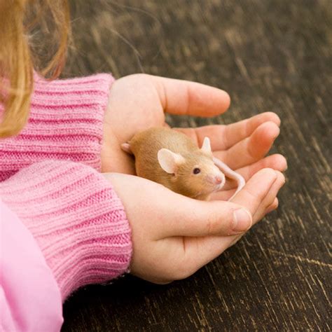 6 Best Small Pets To Consider For Your Child