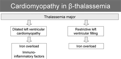 β Thalassemia Cardiomyopathy Circulation Heart Failure