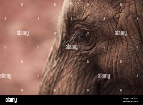 Close Up Of Elephants Wrinkled Skin Nairobi National Park Kenya