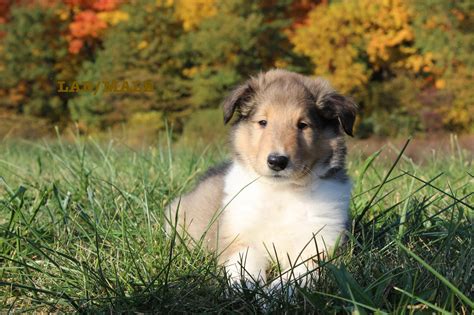 Lad Akc Rough Collie Male Puppy For Sale At Bryant Indiana Vip Puppies