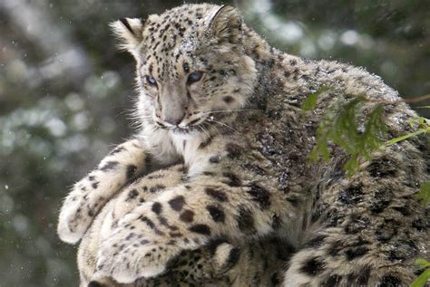 Central Park Zoos Snow Leopard Cub Enjoys First Snow Day
