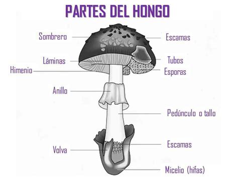 Morfología De Los Hongos