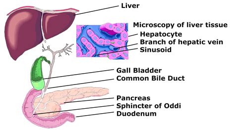 What Is Mild Increase In Dilation Of The Bile And Pancreatic
