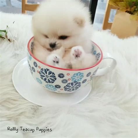 There can be breeds that may cost a little more or less than what we have listed. Rolly Teacup Puppies Price In India
