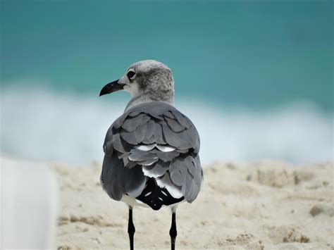 Безплатна снимка плаж пясък крило животно морски птици дивата