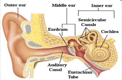 Bdmedics Anatomy And Physiology Of Ear