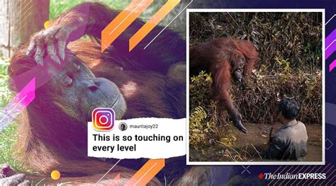 Picture Capturing Heartwarming Encounter Between Man And Orangutan Goes