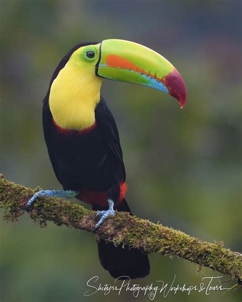 The Keel Billed Toucan A Rainbow With Wings Shetzers Photography