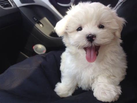 Maltese Puppies For Sale Orlando Fl 349511 Petzlover