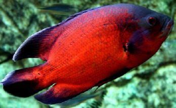 Harga ikan oscar full red ini di bandrol mulai dari 500rb rupiah per ekornya di ukuran 8cm. 11 Jenis Ikan Oscar Terpopuler 2021 dan Laku di Pasaran ...